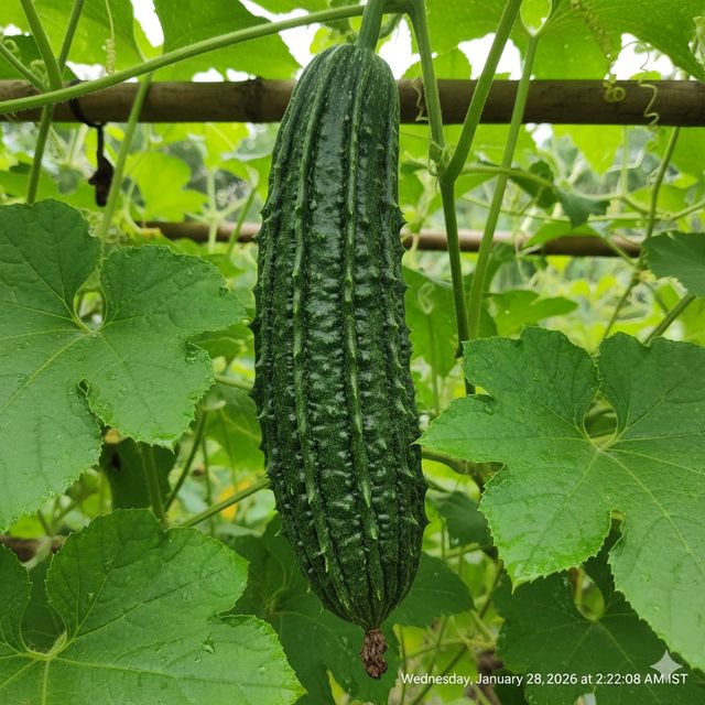 Ridge Gourd