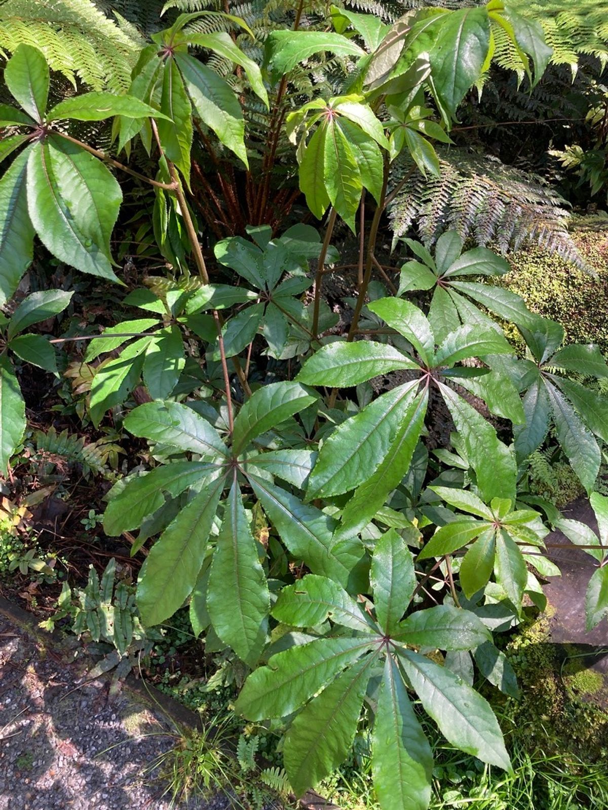 Schefflera