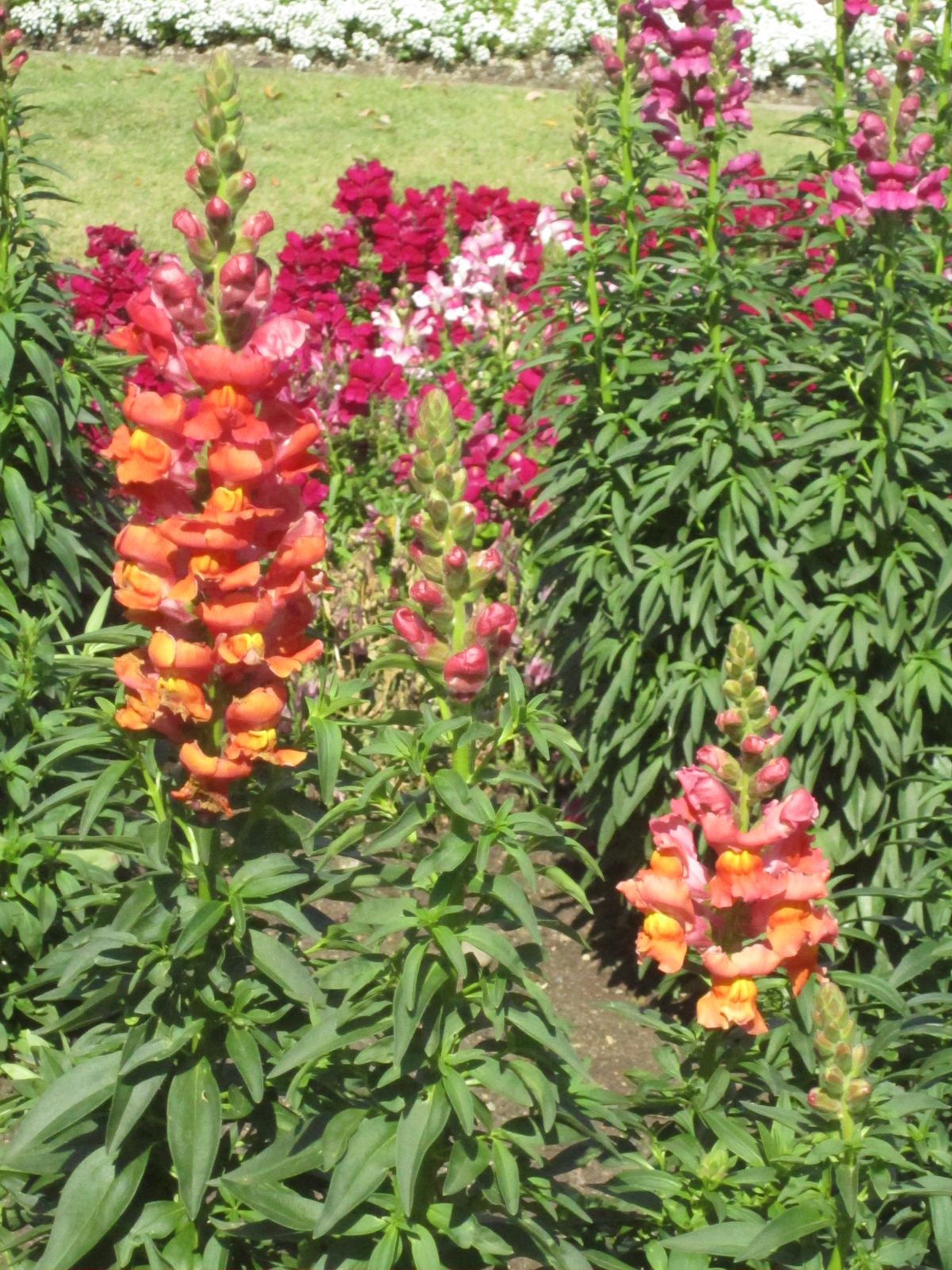 Snapdragon