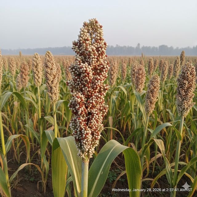 Sorghum (Jowar)
