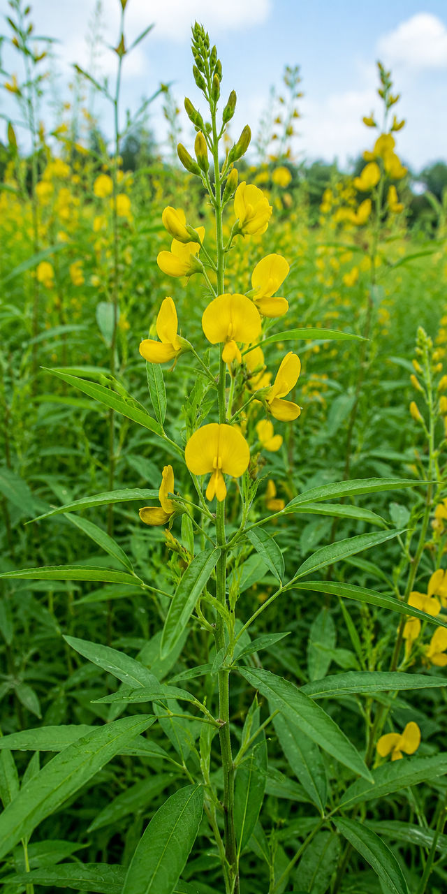 Sunn Hemp (Sanai)