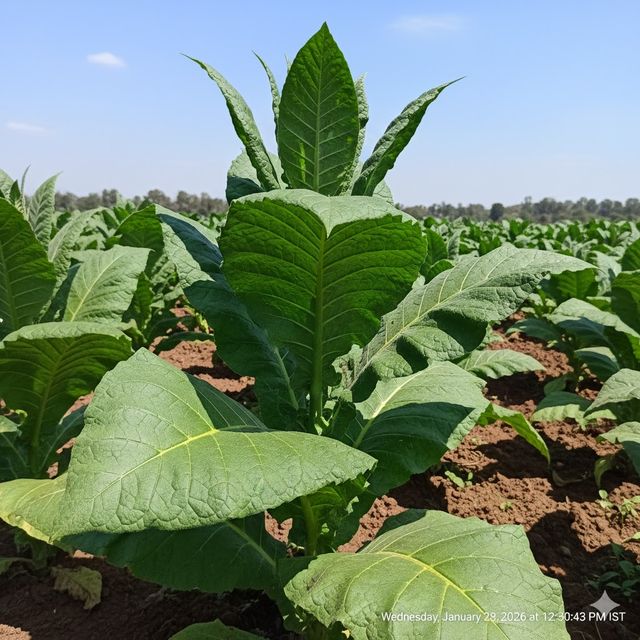 Tobacco