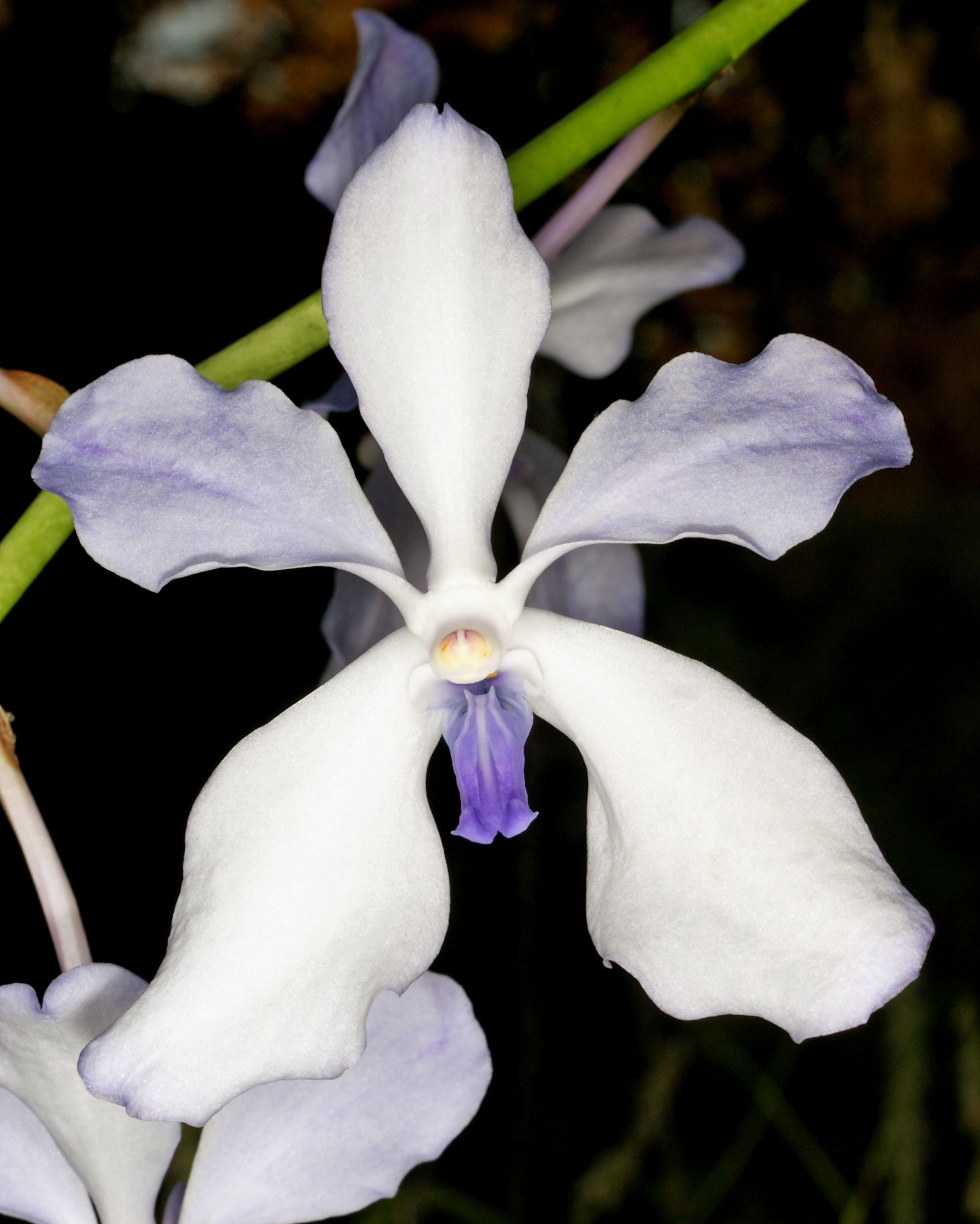 Vanda Orchid