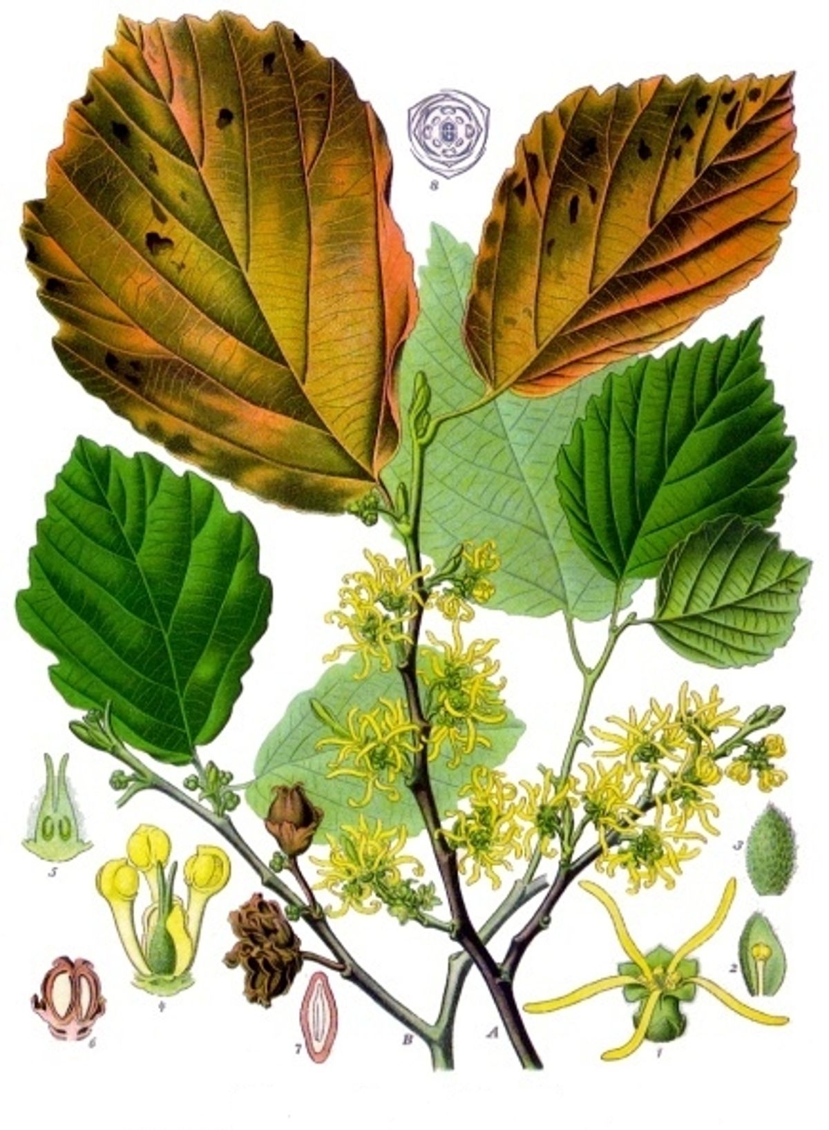 Witch Hazel