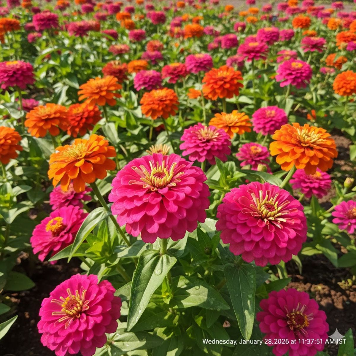Zinnia