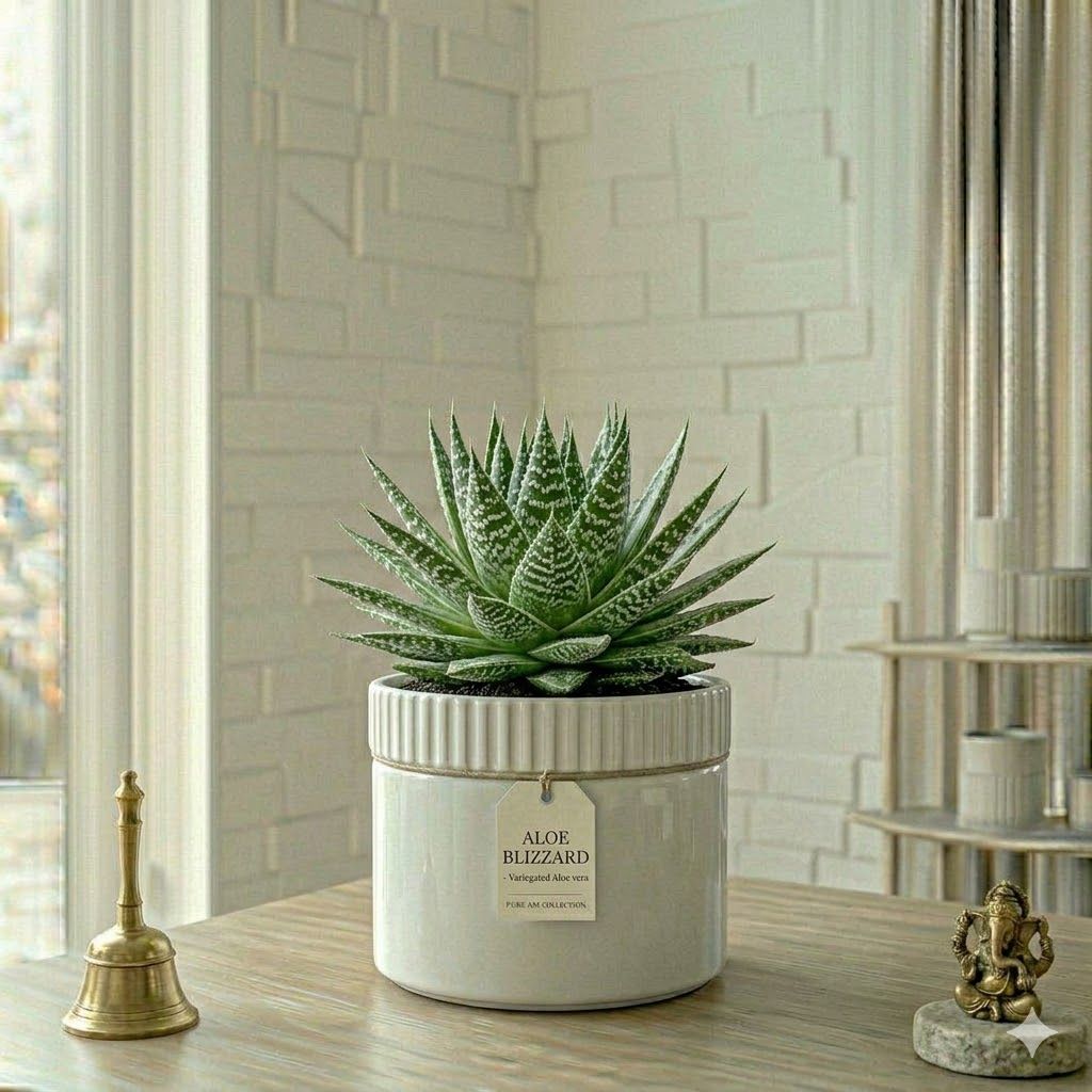 Aloe Blizzard
