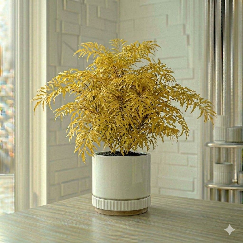 Aralia