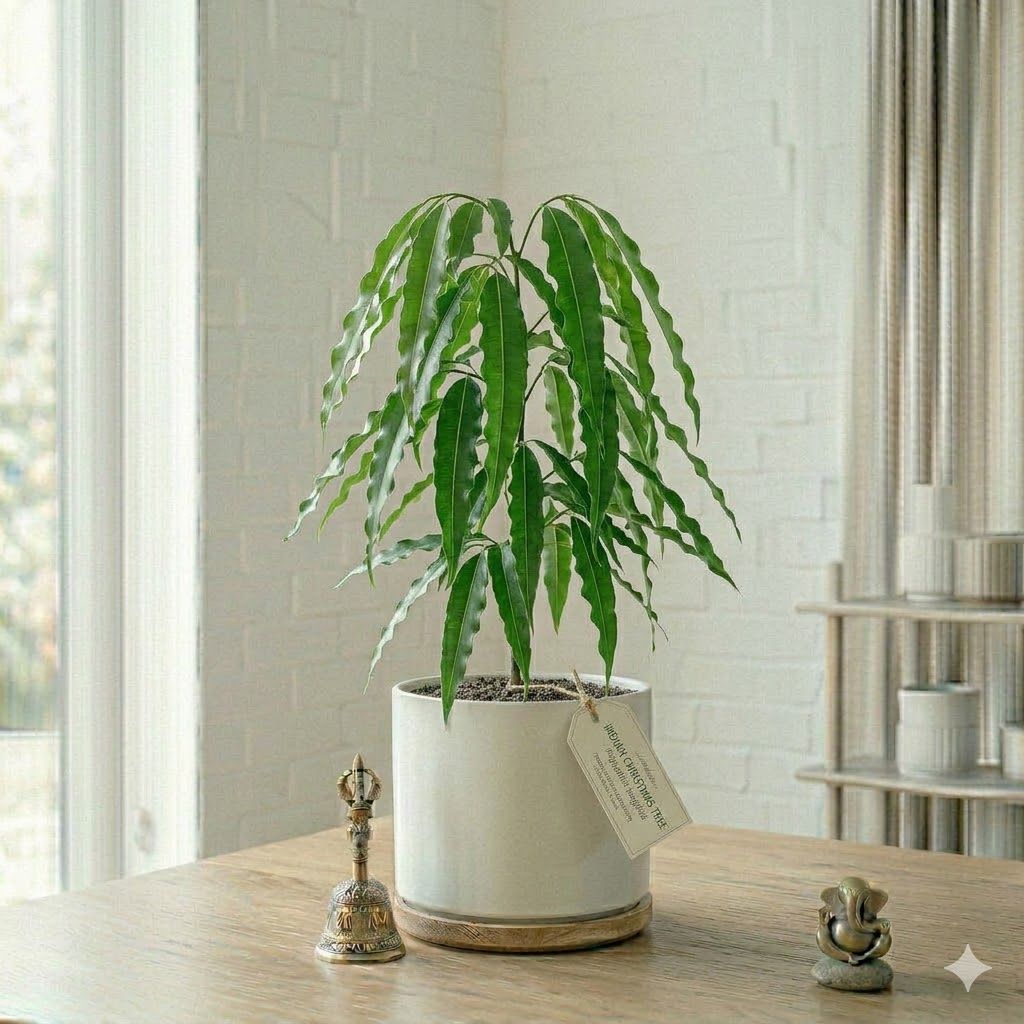Araucaria
