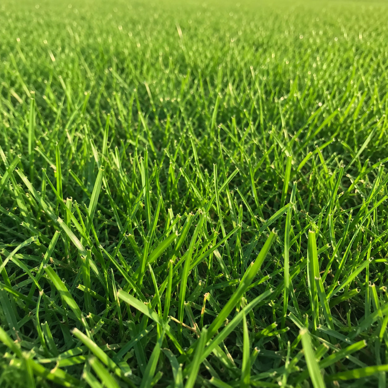 Lawn Grass