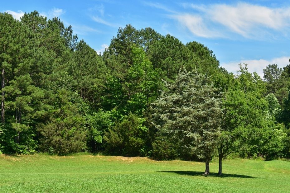 Green trees in a forest preserve with green grass