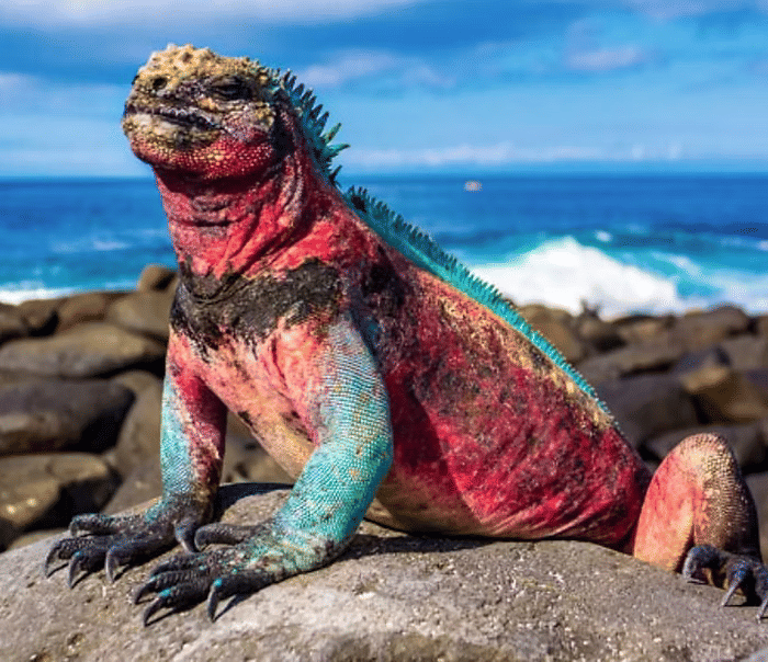 Marine iguana resting on volcanic rocks