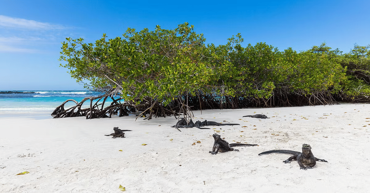 Pristine beach on the Galapagos Islands