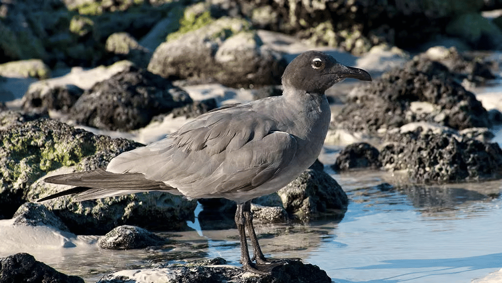 The Endemic Galapagos Lava Gull