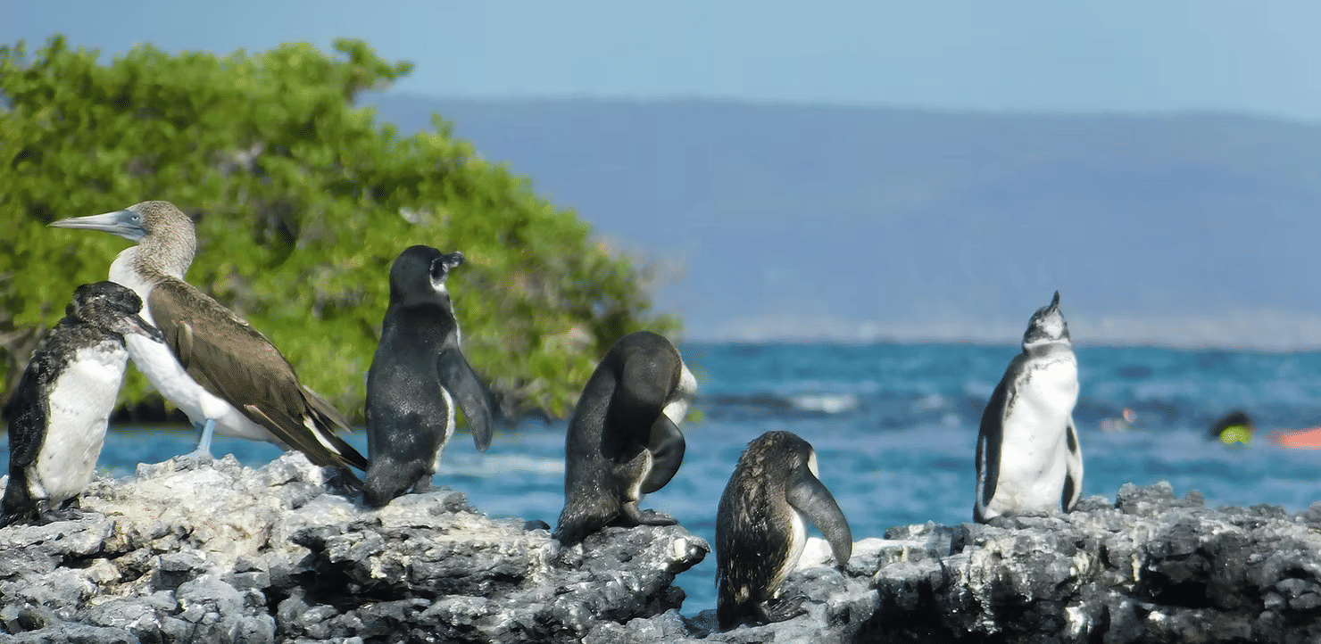 The Endemic Galapagos Penguin