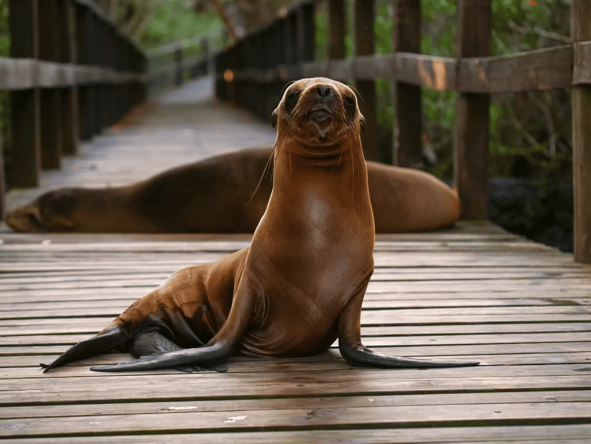Plan Your Ultimate Galapagos Adventure