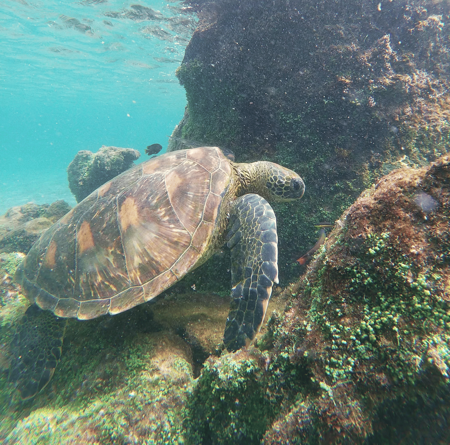 Unveiling the Natural Wonders of the Galapagos
