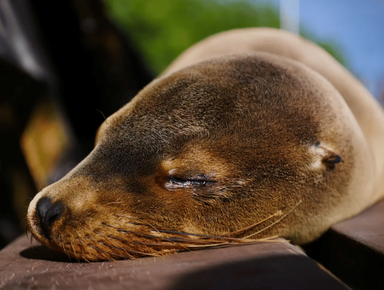The Galapagos Sea Lion: Playful Guardians of the Islands