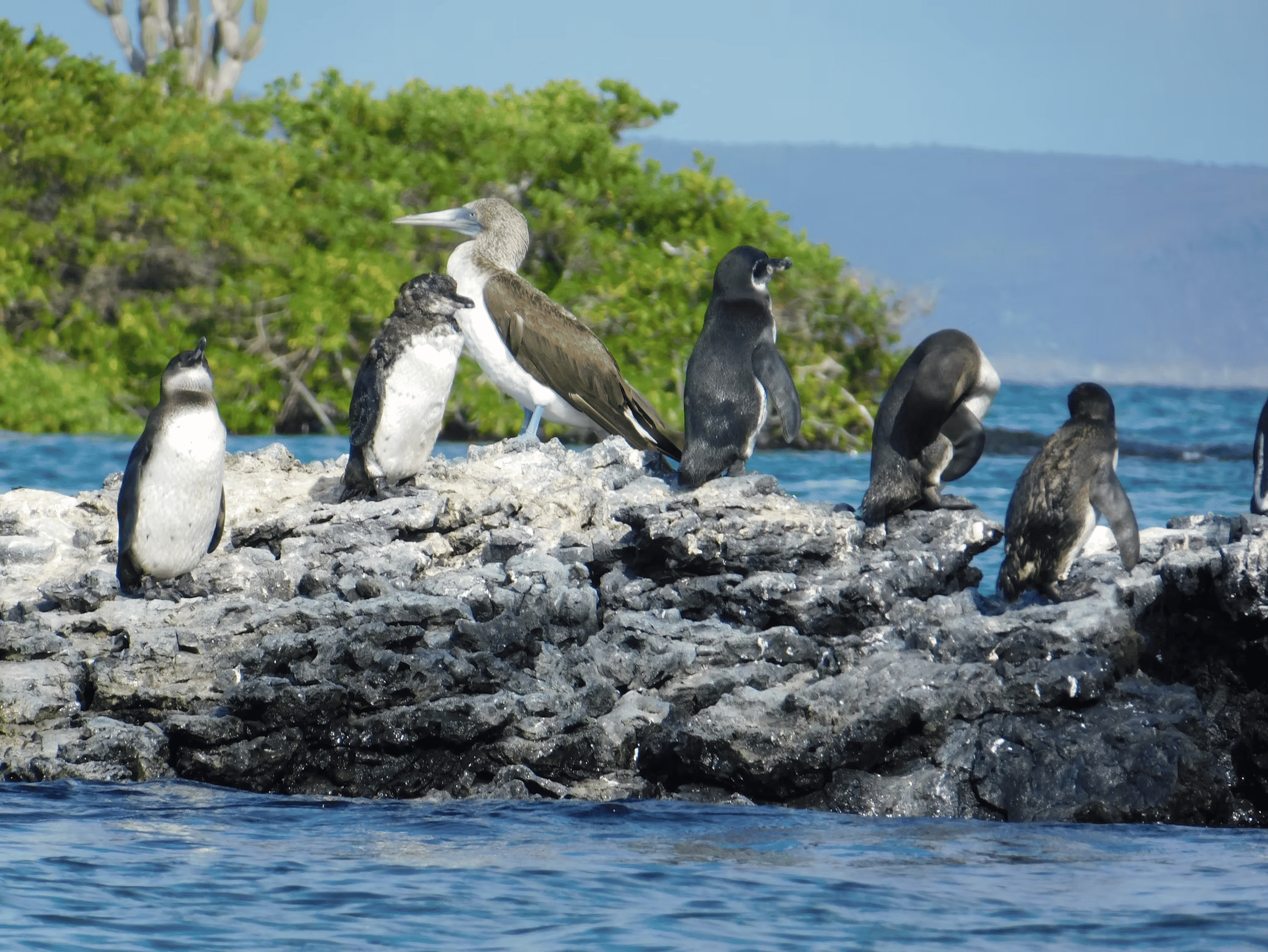 Choose the Best Galapagos Tour Operators with Galapagos Travel Experts