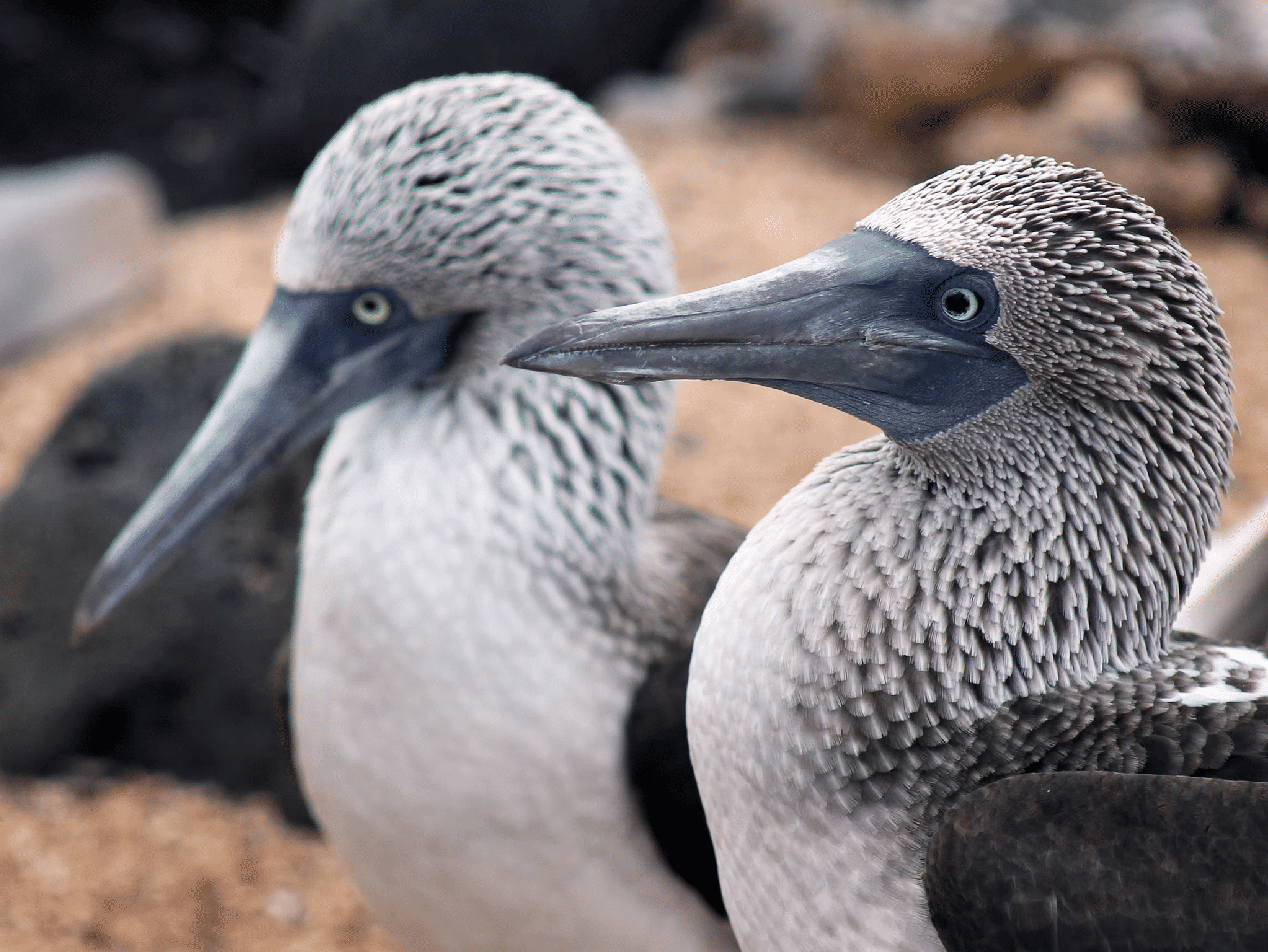 Understanding the Galapagos Vacation Cost: What to Expect and How to Plan