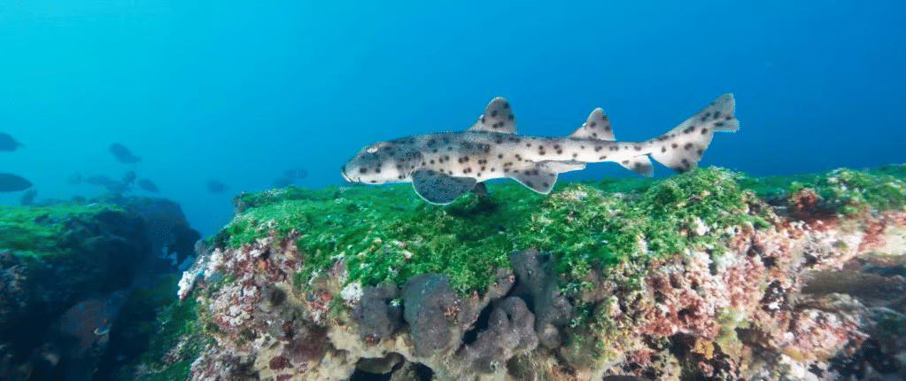 The Galapagos Bullhead Shark