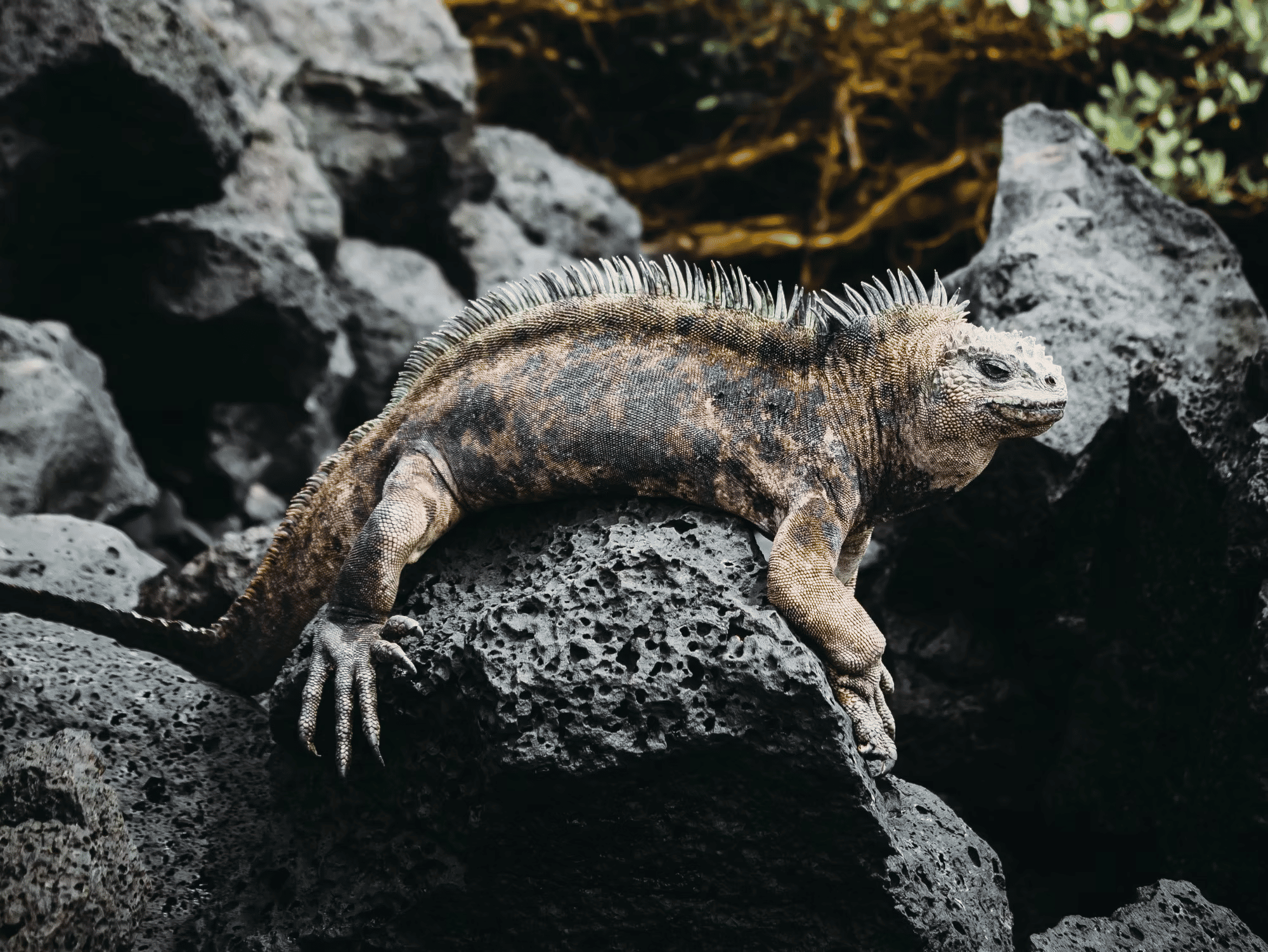 Optimal Seasons Galapagos Wildlife: Best Times to Witness Galapagos Wildlife