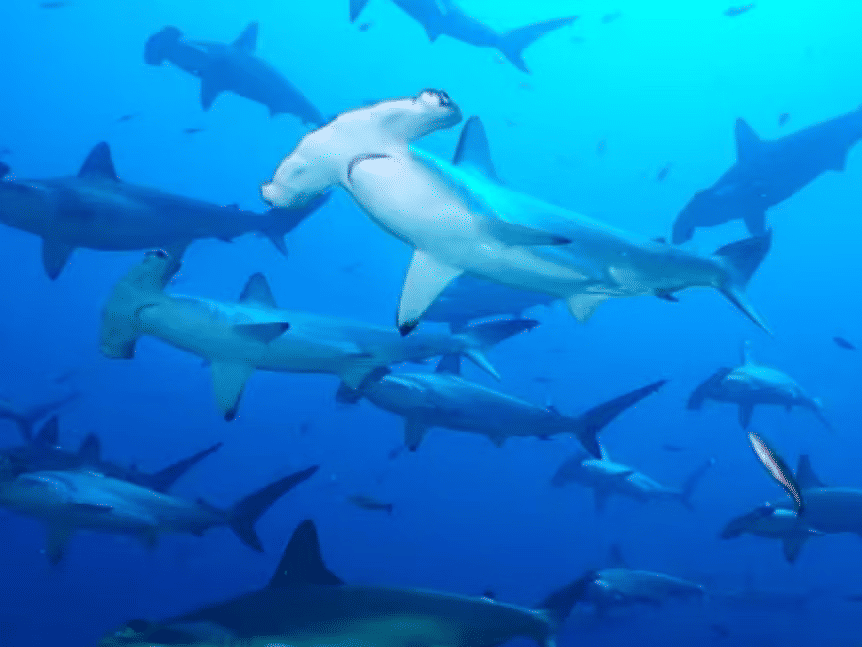 Diving Tours in the Galapagos: What to Expect on Galapagos Diving Tours