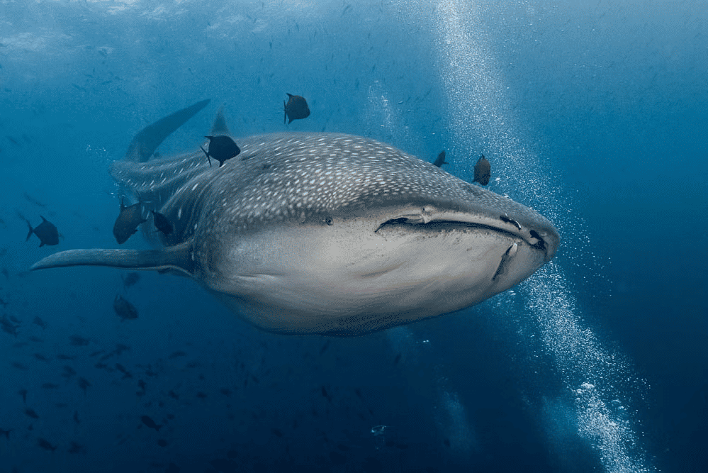 A magnificent whale shark glides gracefully through the deep blue sea, accompanied by smaller fish.
