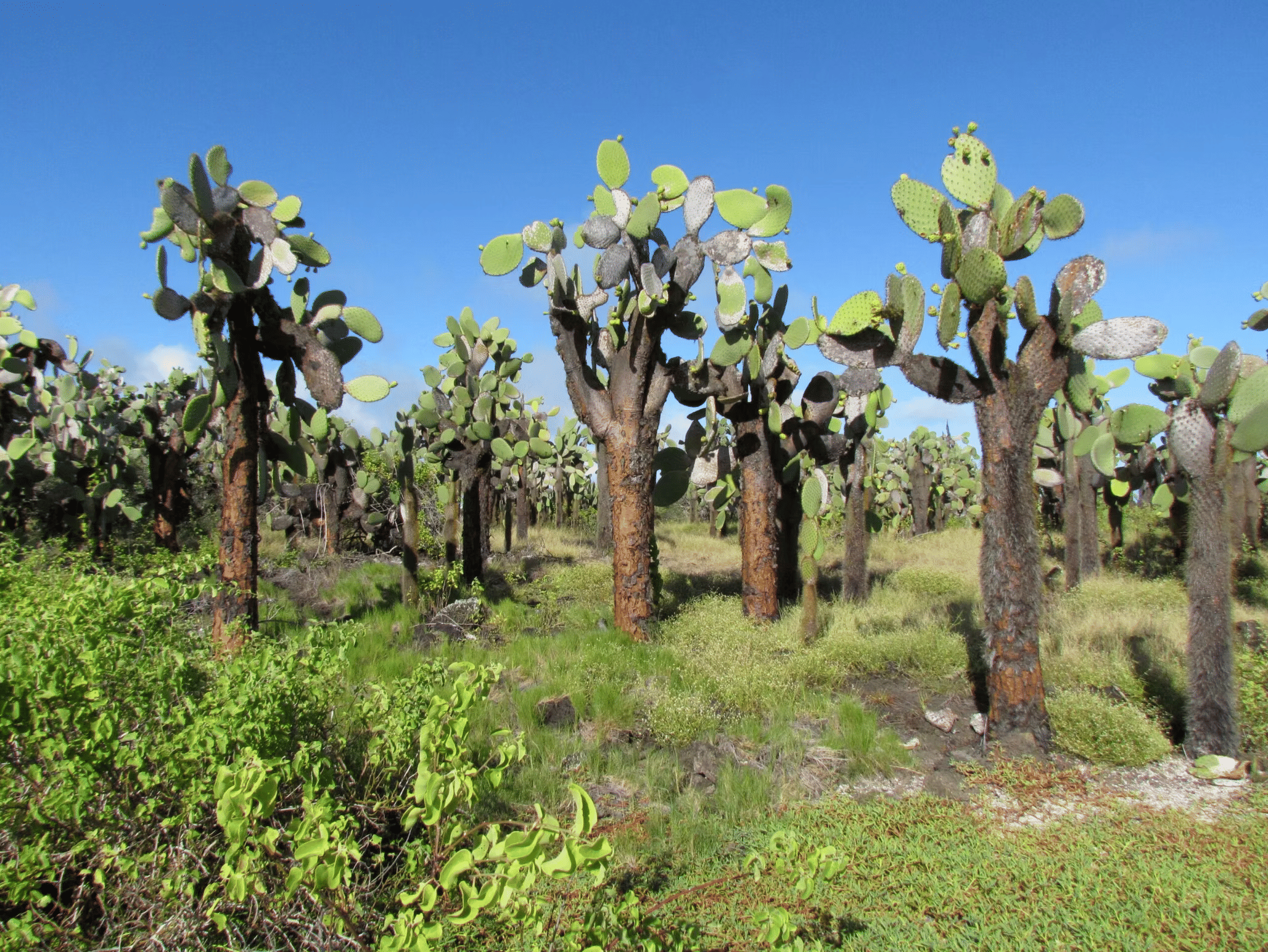 Native flora in the Galapagos contributes to the islands' unique ecosystem.