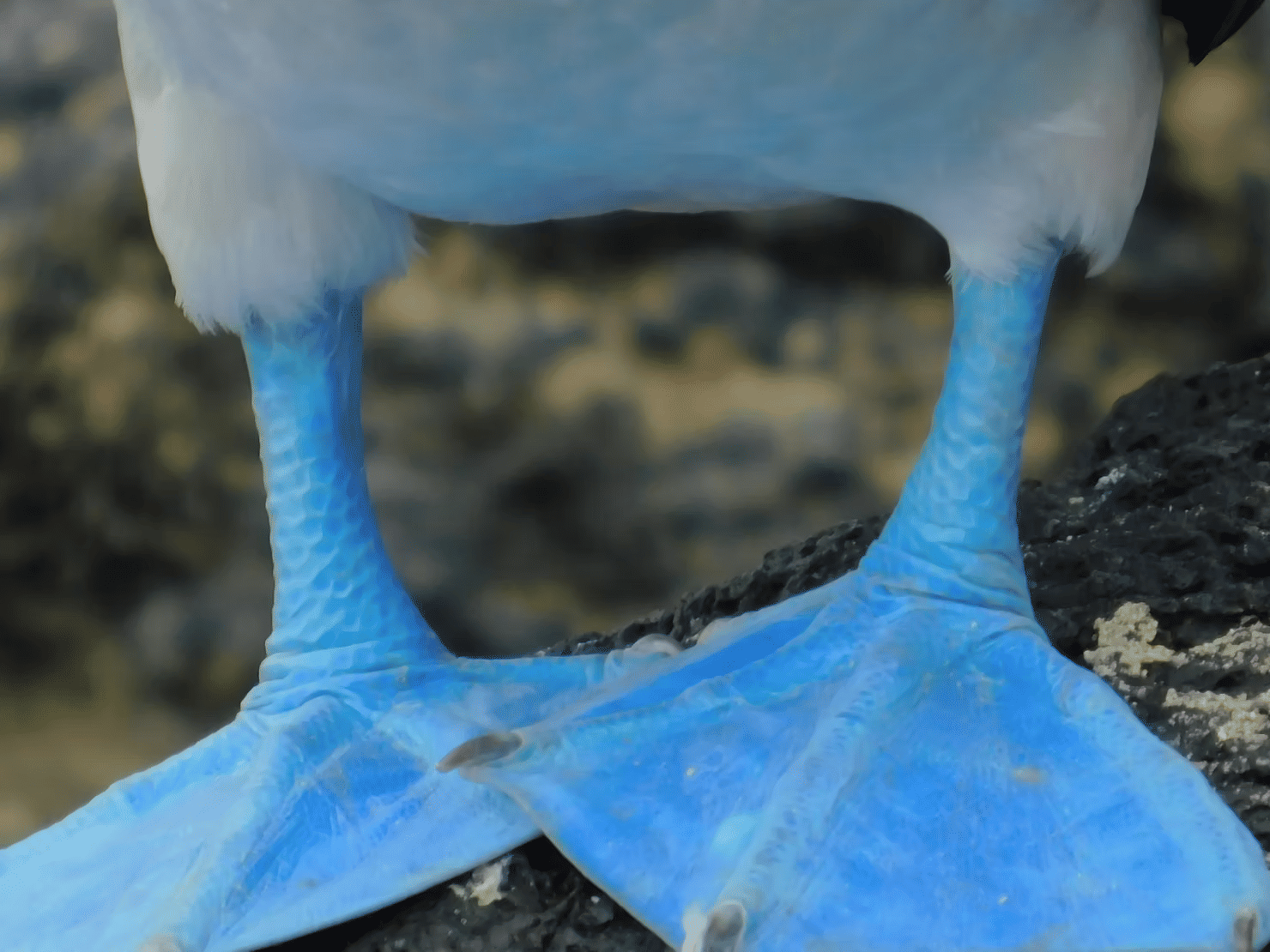 Galapagos Travel Essentials: Key Travel Information for the Galapagos Islands