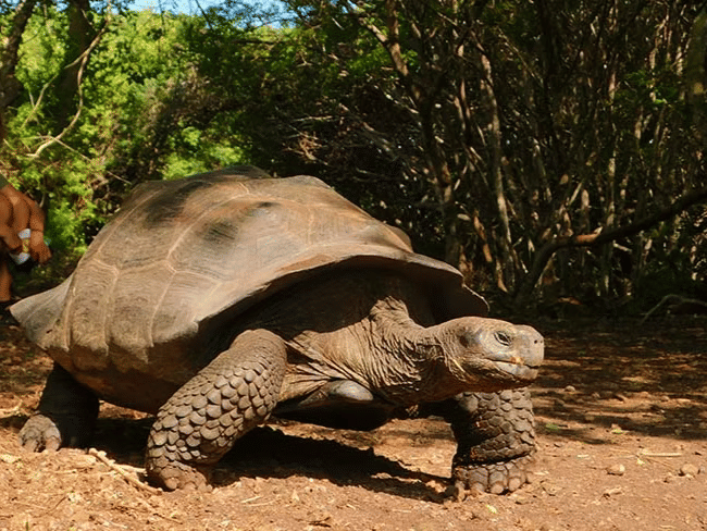 Discover the Unique Biodiversity of the Galapagos Islands