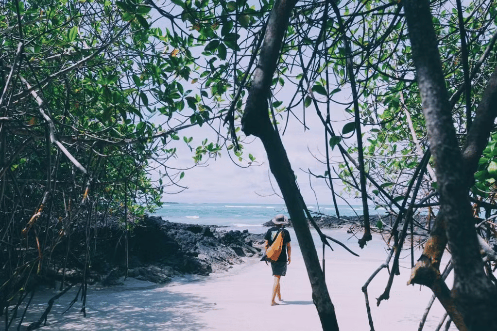 Volcanic landscapes showcasing the terrain of Isabela Island in the Galapagos.