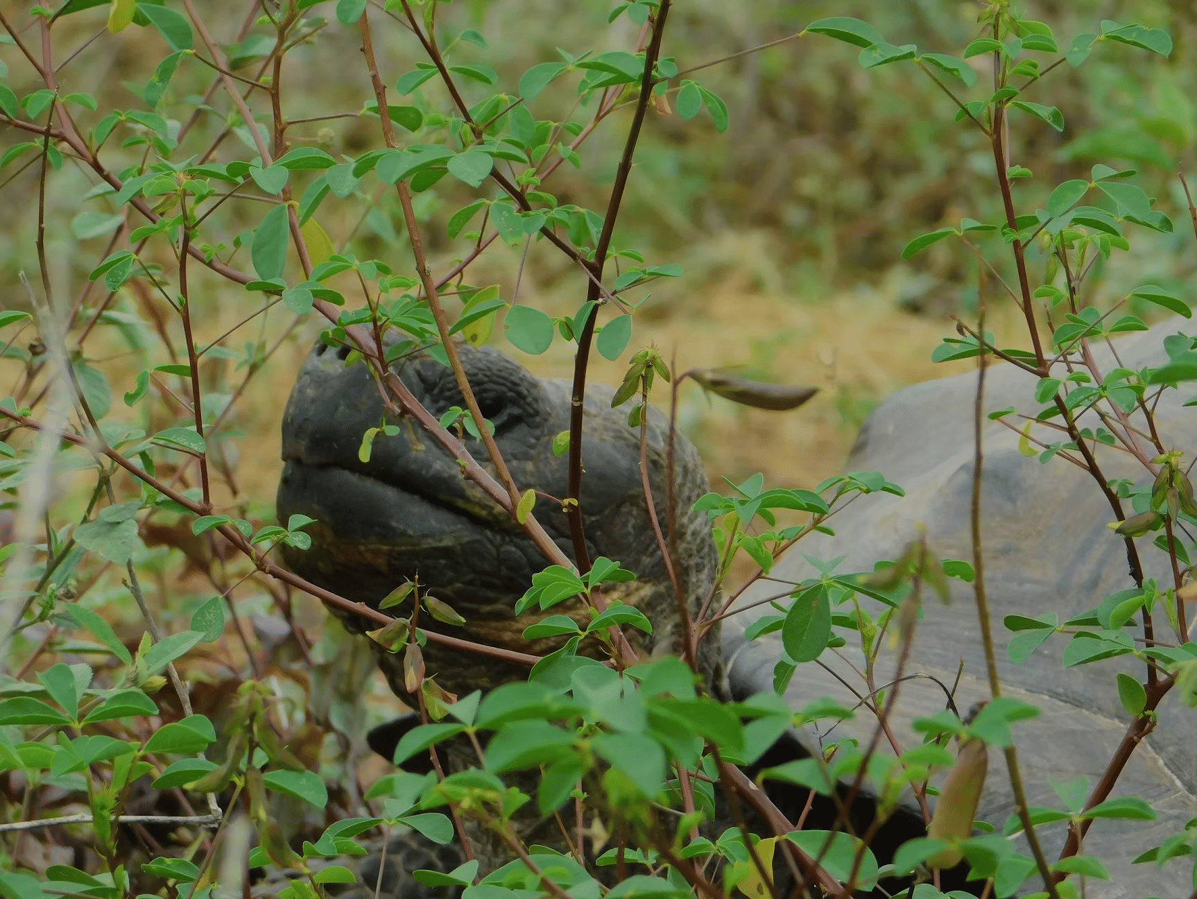 Uncovering the Mysteries of Gal&aacute;pagos: The Unseen World of Wildlife Adaptations
