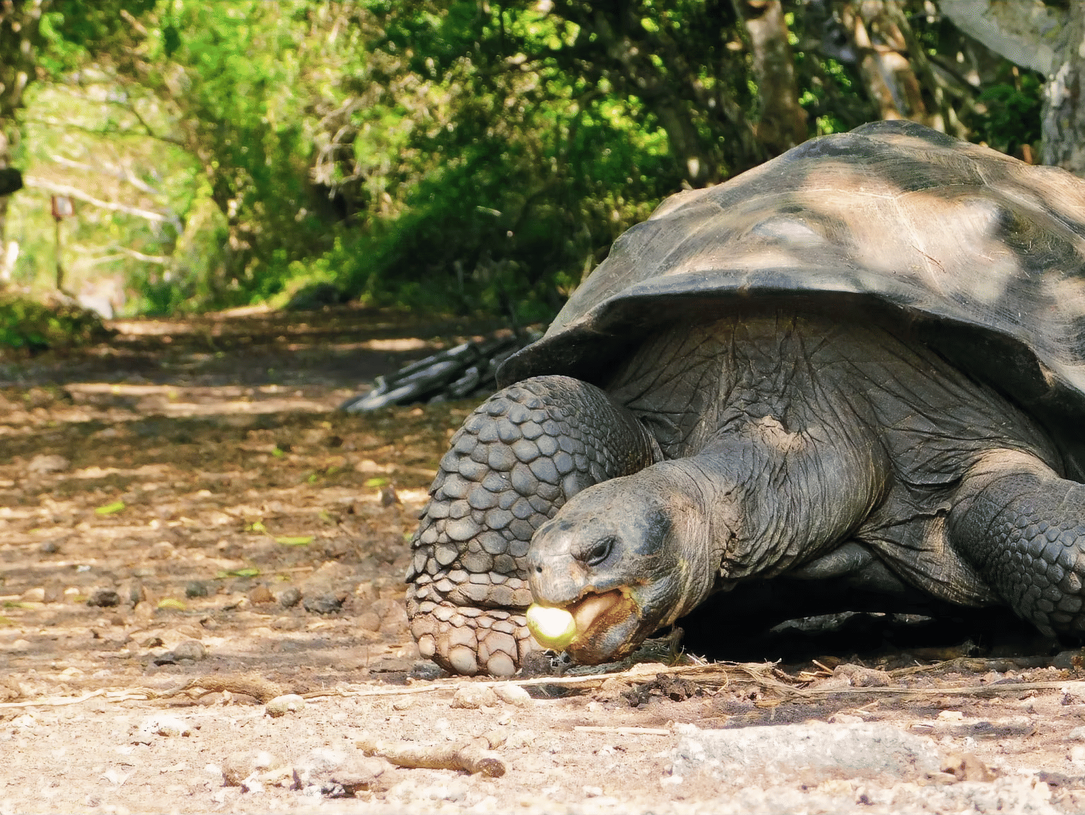 Galapagos Travel Essentials: Key Travel Information for the Galapagos Islands