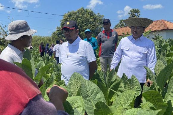 Tembakau Sumenep Terancam Cuaca Ekstrem, Bupati Fauzi Janjikan Perlindungan Harga