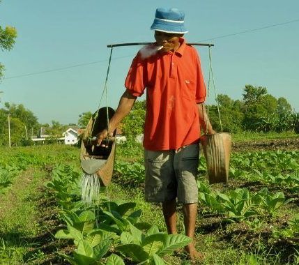 Perda Tembakau Madura Bangkit, Perang Lawan Tembakau Jawa Dimulai!