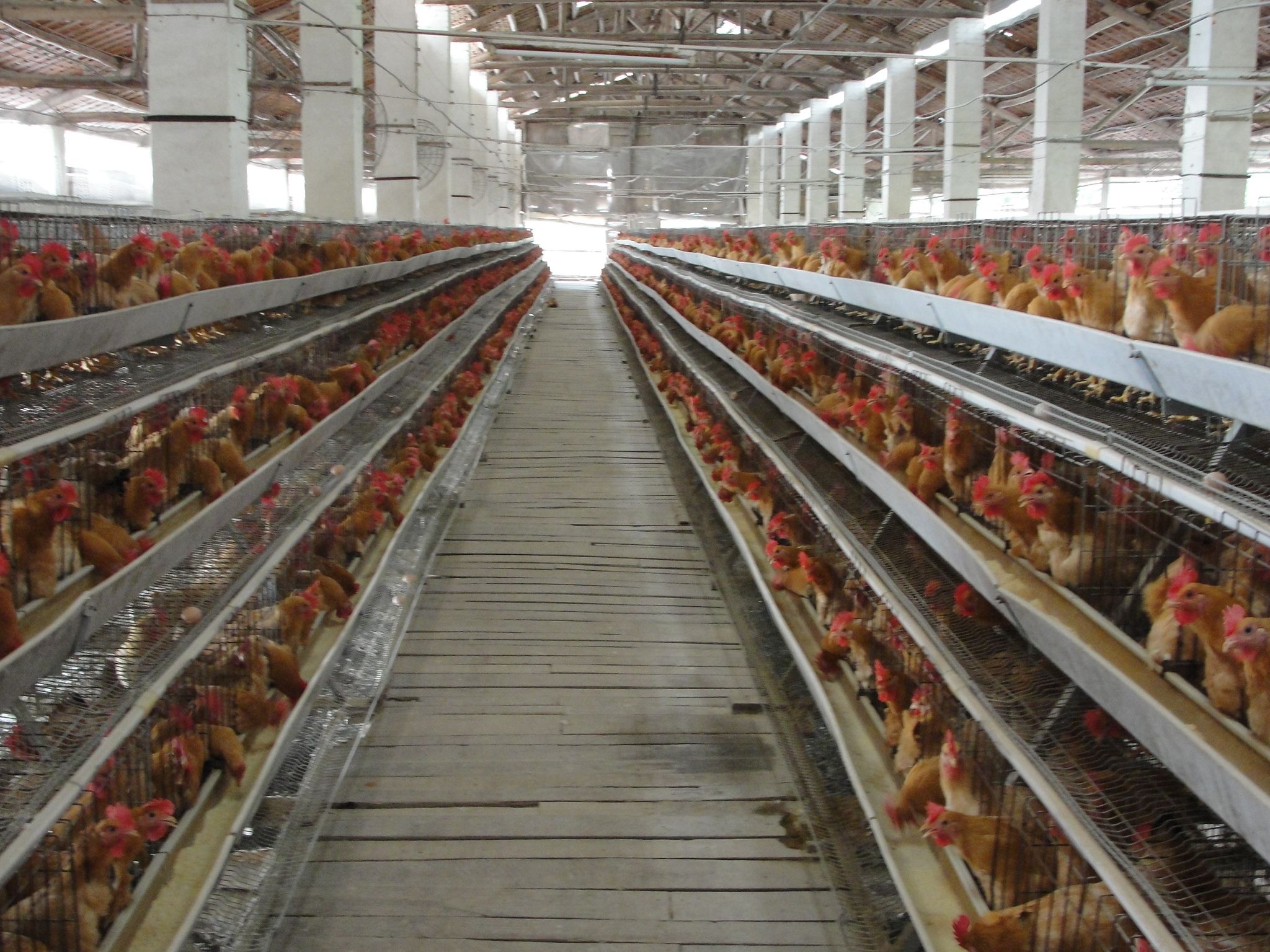 ayam-ternak-Ist