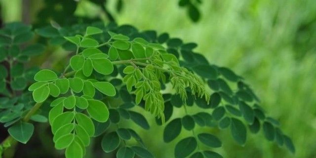 Sejuta Rahasia Daun Kelor Untuk Kesehatan