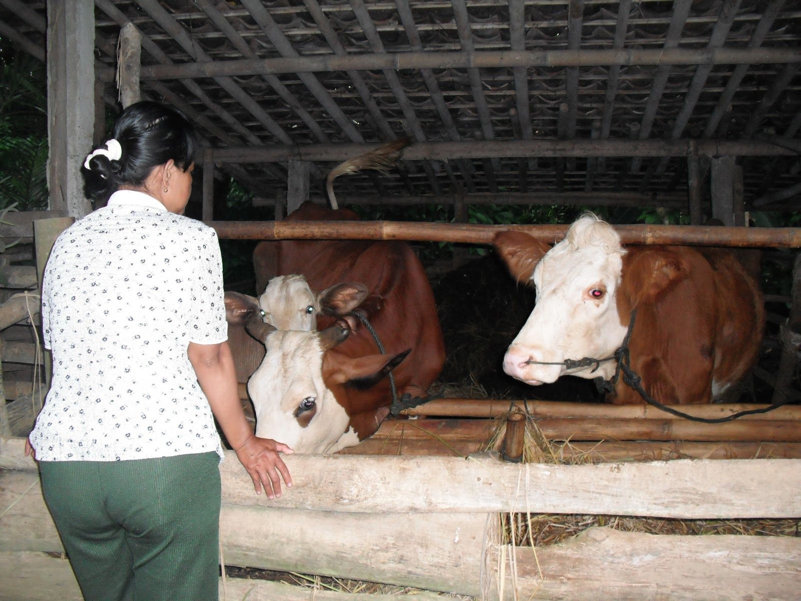 Buntut Bantuan Sapi, Kang Nur Sarankan LSM Koordinasi DPRD dan Kejaksaan