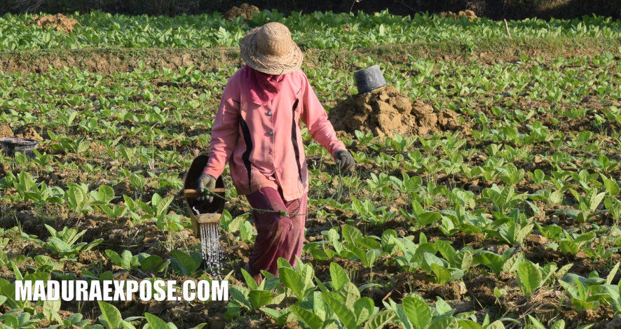 Petani Tembakau Mentahkan Gagasan Dishutbun Sumenep