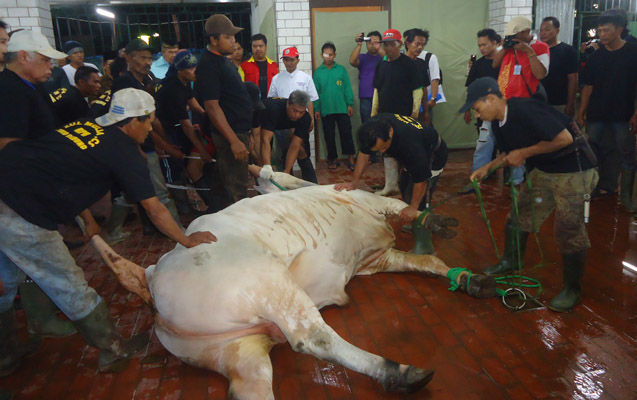 Dinas Peternakan Larang Pemotongan Sapi Betina Produktif