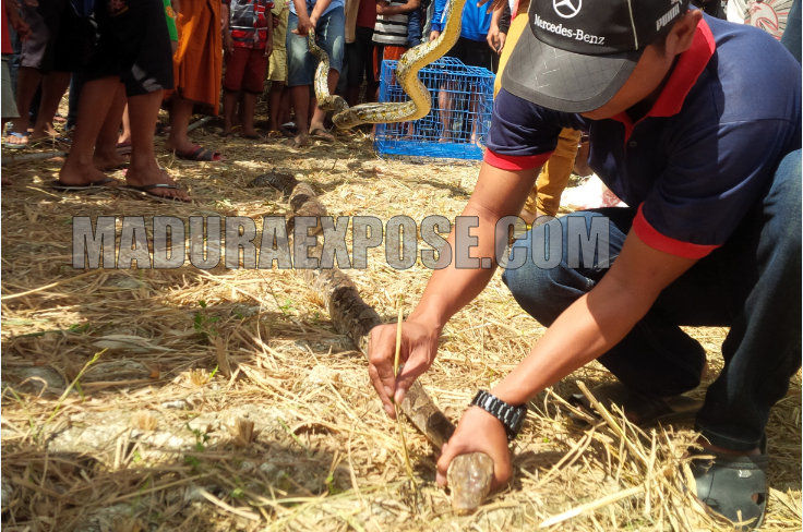 Warga Sampang Geger Temuan Sepasang Ular Piton Sanca Kembang