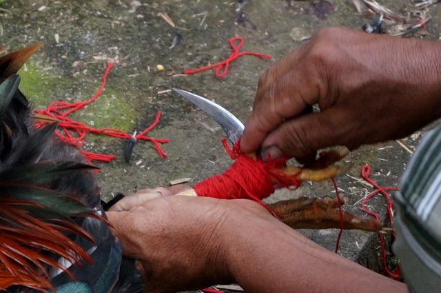 Dua Warga Sumenep Ditangkap Polisi