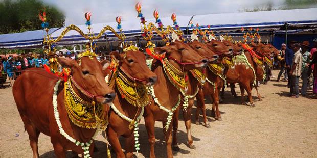 Kontes Sapi Sonok Pamekasan Minim Peserta Kontes Sapi Sonok Pamekasan Minim Peserta