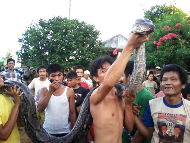 Ular Pitor Sepanjang 6 Meter Serang Warga
