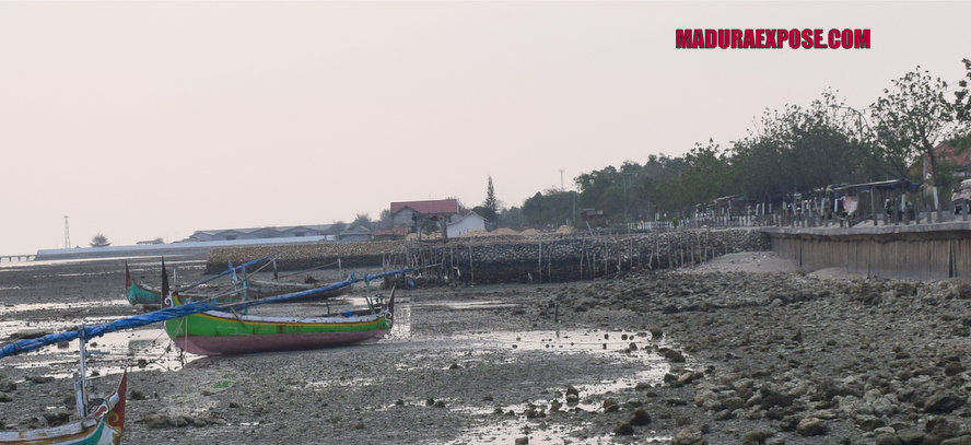 Ribuan Mangrove Di Pesisir Camplong Terancam