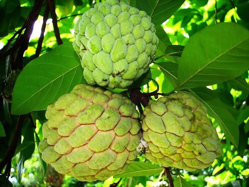Uang Mengalir dari Segarnya Buah Ini