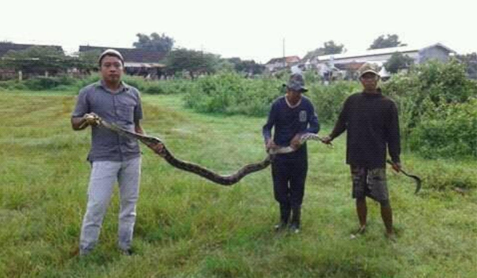 Warga Pandian Sumenep Tangkap Ular Piton Raksasa