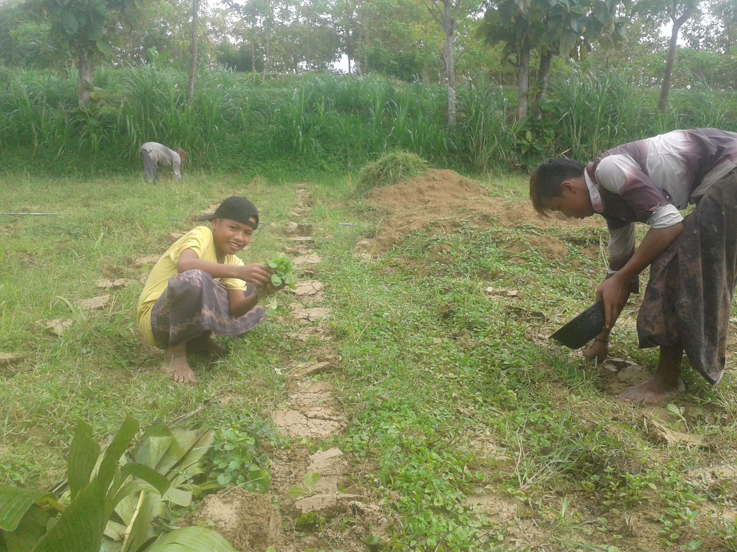 Anomali Cuaca, Petani Madura Nekad Tanam Tembakau