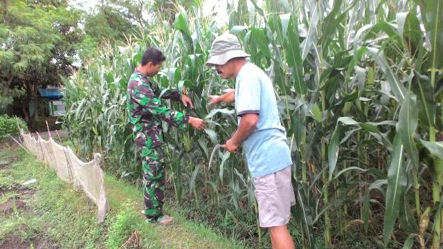 Petani butuh Pendampingan Babinsa Untuk Panen Jagung