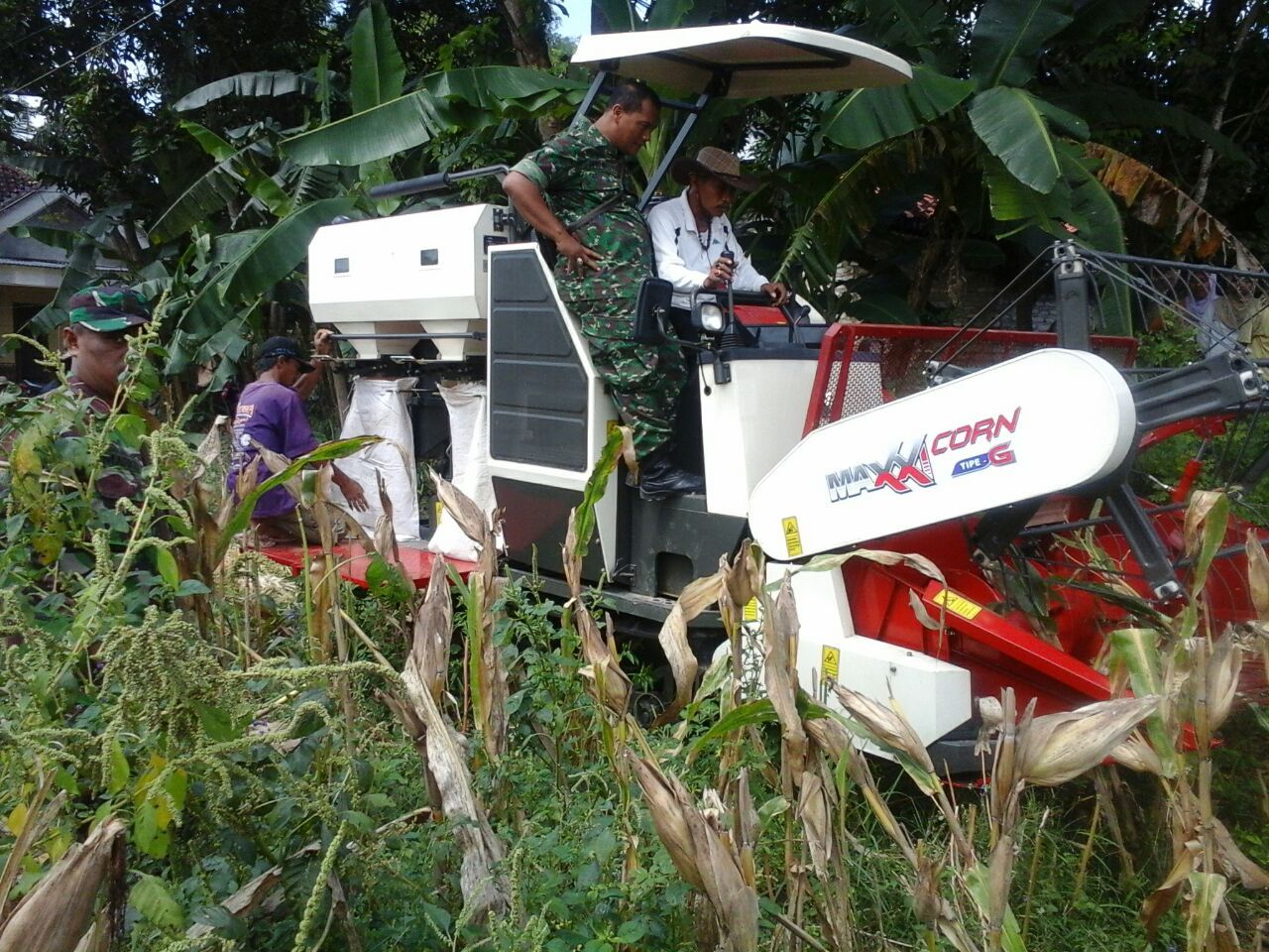 Dandim Himbau Danramil dan Babinsa Pendampingan Petani Jagung